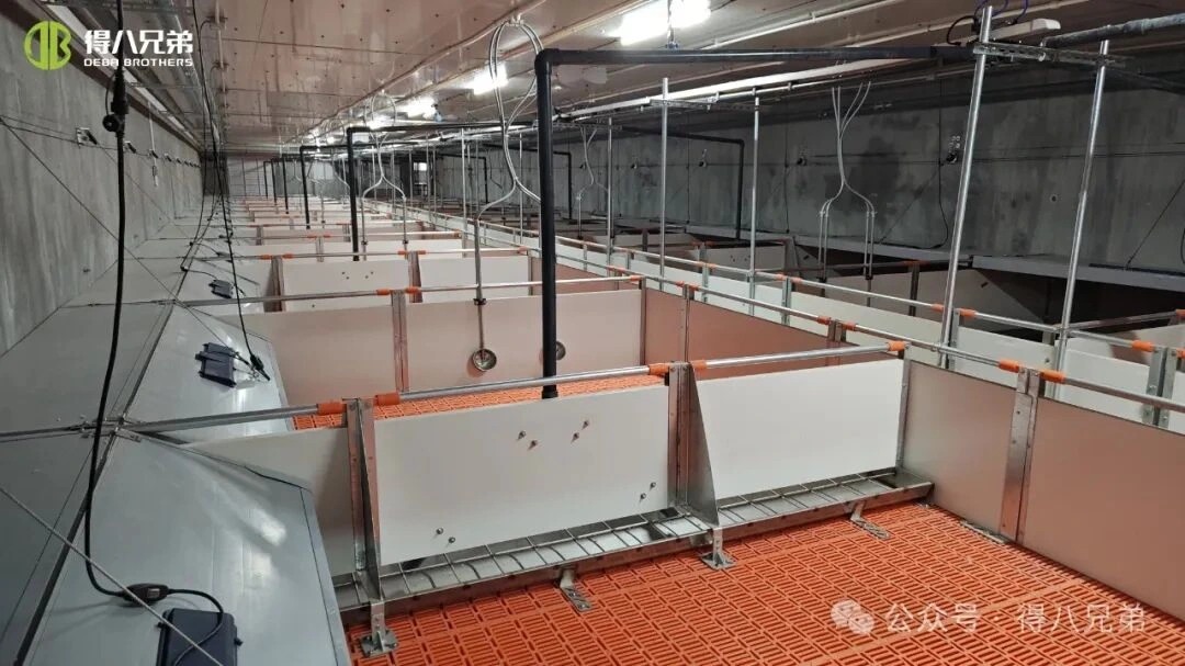 तातो मौसममा स्वाइन फार्महरूमा तातो तनाव रोकथाम र व्यवस्थापन