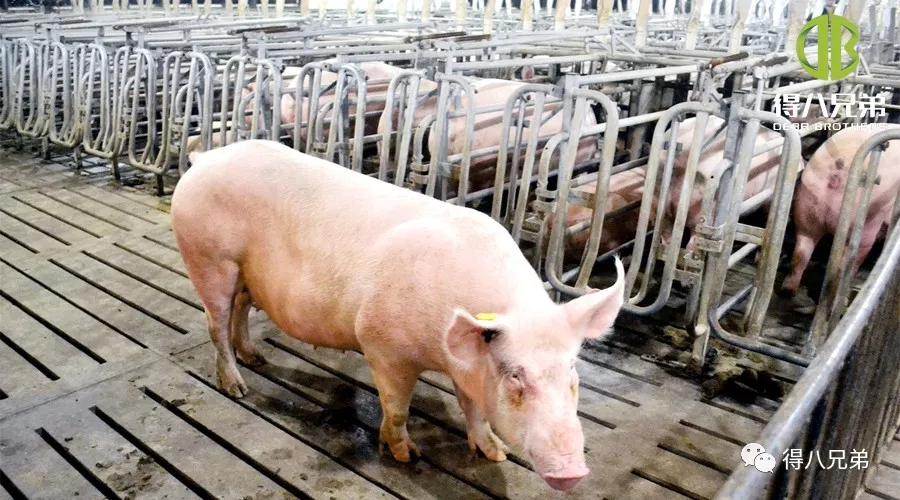 pig farming